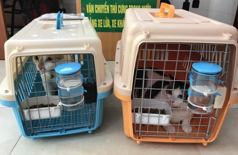 Bảo vệ vật nuôi khi di chuyển bằng dịch vụ vận chuyển chó mèo, thú cưng của công ty Cổ phần Dịch vụ hàng hóa Đường Sắt Bắc Nam